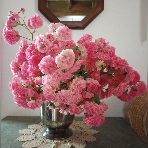 Meet your Posher, Ellie - Picture 1 of 1